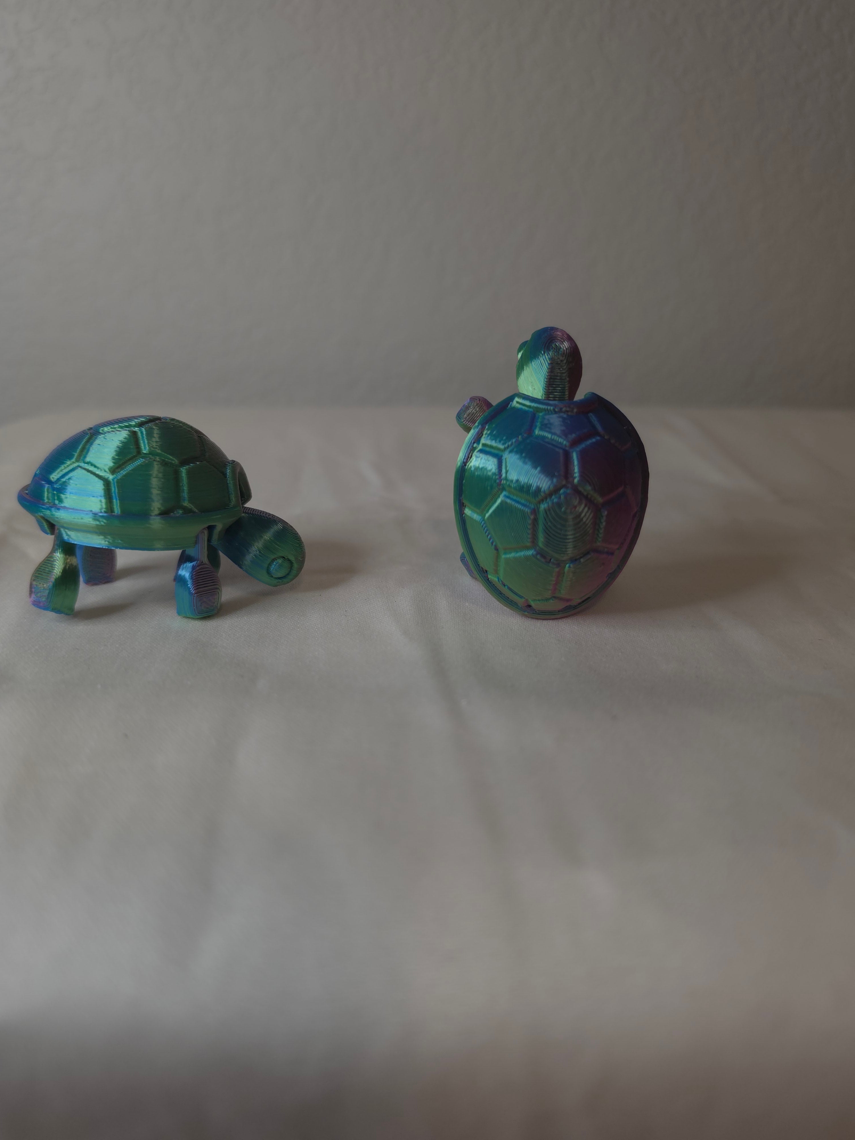 Small turtle