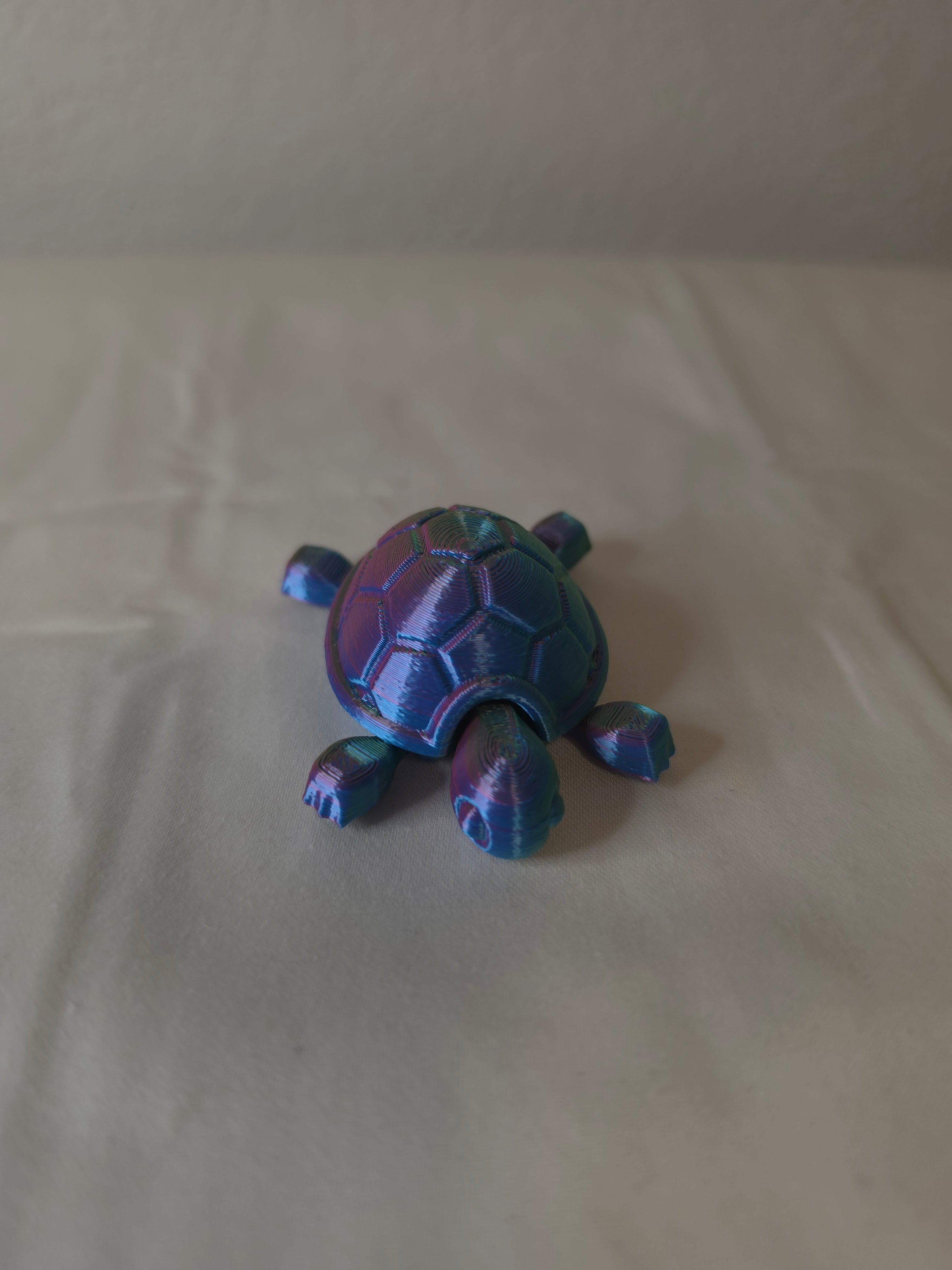 Small turtle